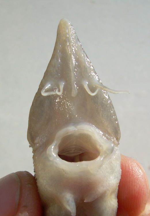 Үш жетілген лесбиянка